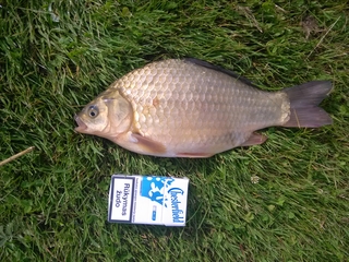 Crucian carp