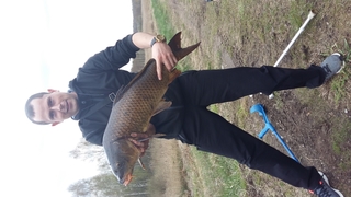 Mirror carp