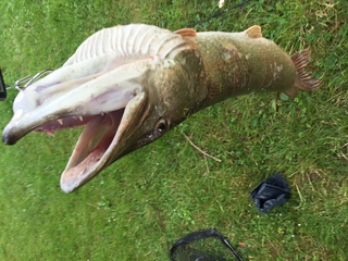 Northern Pike