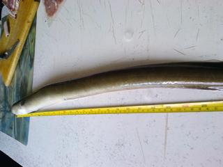 European eel