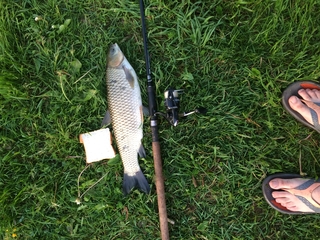 Grass carp