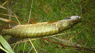 Northern Pike