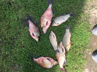 Carp bream