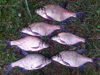 Carp bream
