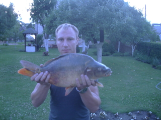 Mirror carp