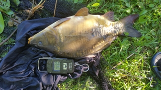 Mirror carp