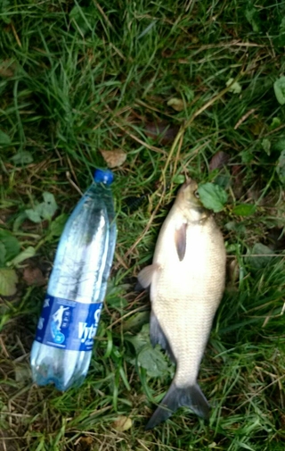Carp bream