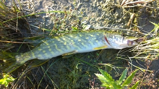 Northern Pike