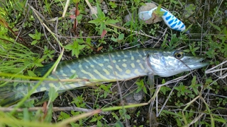 Northern Pike