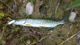Northern Pike