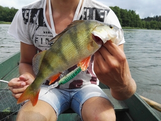 Eurasian perch