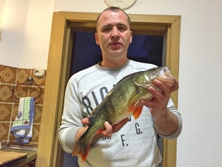 Eurasian perch