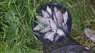 Carp bream