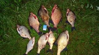 Carp bream