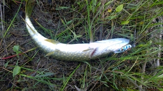 Northern Pike