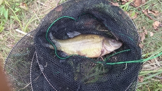 Tench