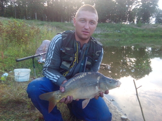 Mirror carp
