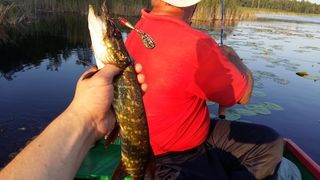 Northern Pike