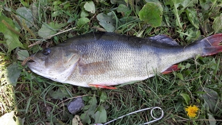 Eurasian perch