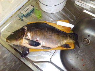 Mirror carp
