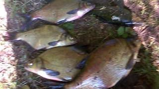 Carp bream