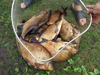 Carp bream