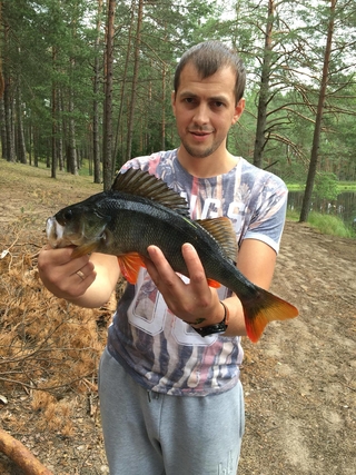 Eurasian perch