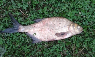Carp bream