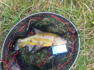 Tench