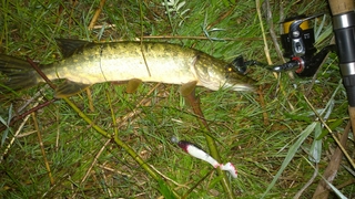 Northern Pike