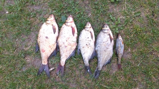 Carp bream