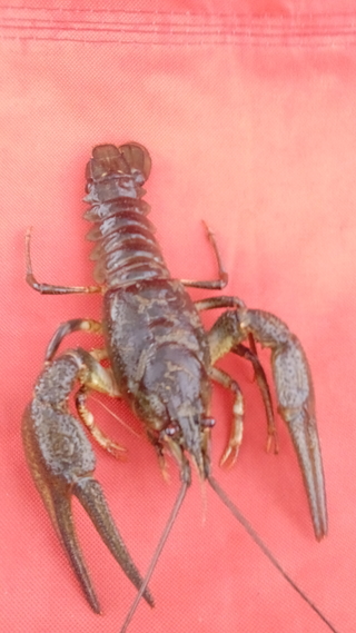 Broad-fingered crayfish
