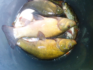 Tench