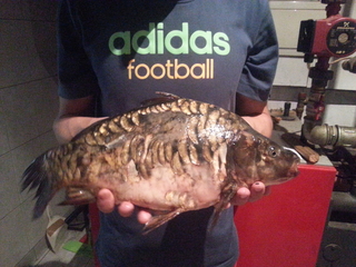 Mirror carp