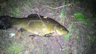 Tench