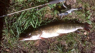 Northern Pike