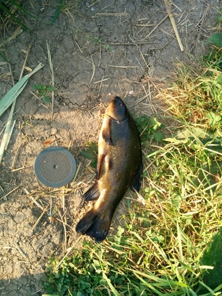 Tench