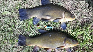 Tench