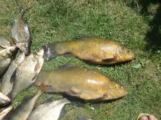 Tench