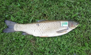 Grass carp