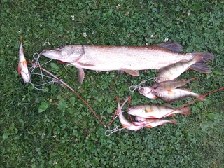 Northern Pike
