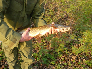 Northern Pike