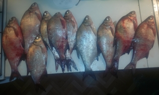 Carp bream