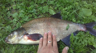 Carp bream
