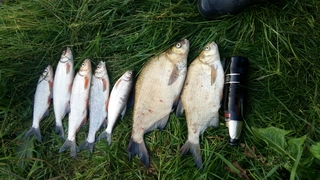 Carp bream