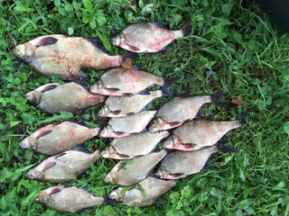 Carp bream