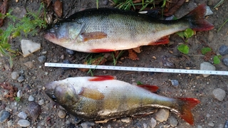 Eurasian perch