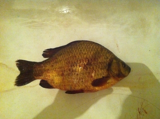 Crucian carp
