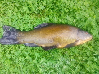 Tench