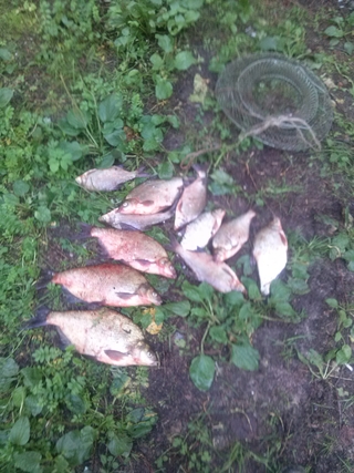 Carp bream